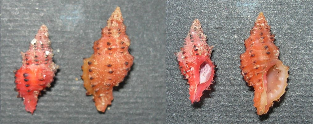 Muricopsis cristata forma?